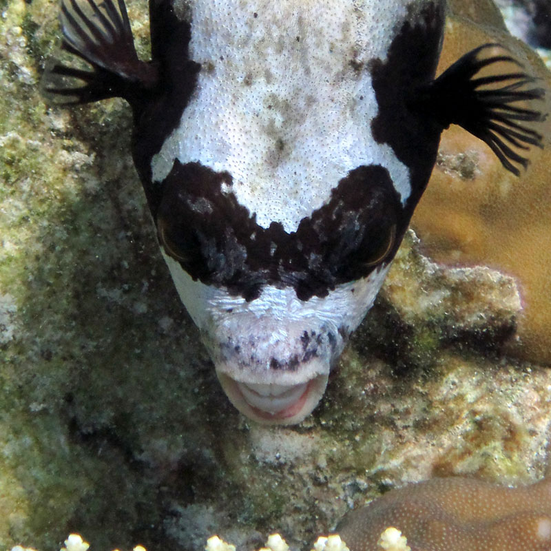Серая толстая
    рыбка с чёрными плавниками, чёрными пятнами, и чёрной маской.
    Имеет четыре крепких зуба.