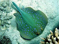This stingray lacks of thorns
      on its tail