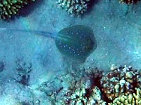 A blue spotted stingray in
      deep bewtween two coral hills