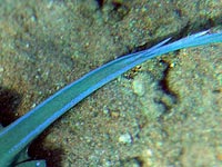 На фото видно два
      шипа на хвосте ската хвостокола голубыми пятнышками
