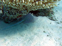 Spotted scat hides under
      a coral