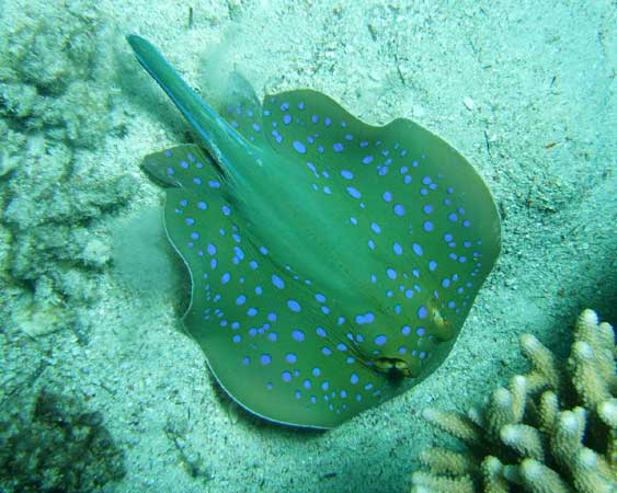 A blue spotted Stingray with
      a short tail.