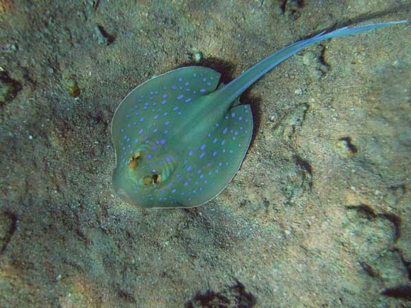 A stingray with
      blue spots and two poisonous needles at its tail