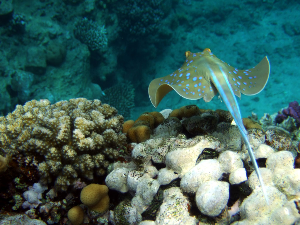 A
    blue spotted stingray swims over corals from a photographer.
