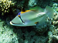 Picasso fish with open dorsal
      fin