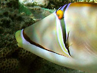 Redsea triggerfish (yellow
      mouth, big orange eyes, vertical black wedge at eyes)