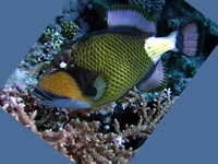on this photo titan triggerfish
      grazes near coral