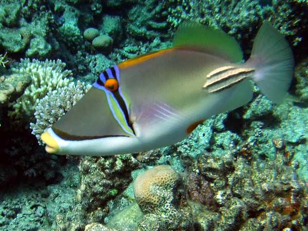 A fish with a yellow mouth,
      big orange eyes, a vertical black wedge at eyes.