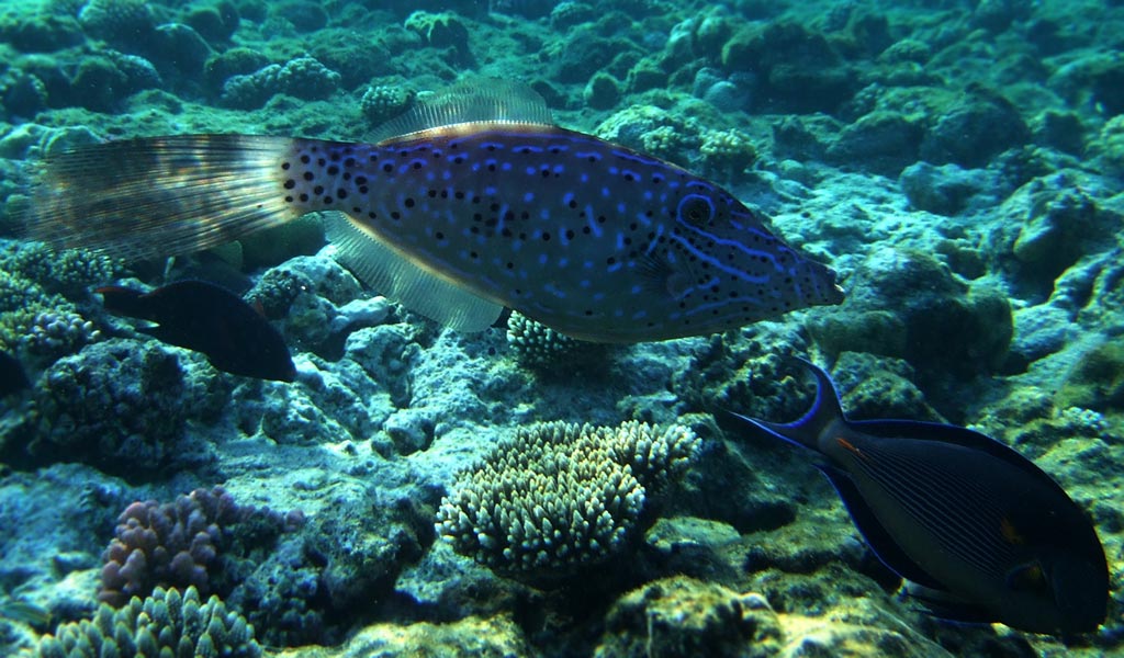 a long slim fish with blue
      and black dots on its sides