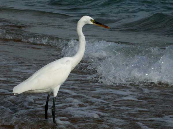 White Reef heron hunts on
      small fish at shallow water of running waves.