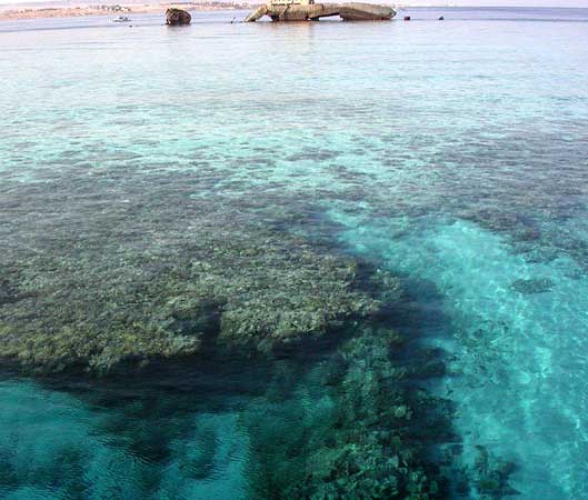 A coral reef next to the
      Tyrant island at Red sea