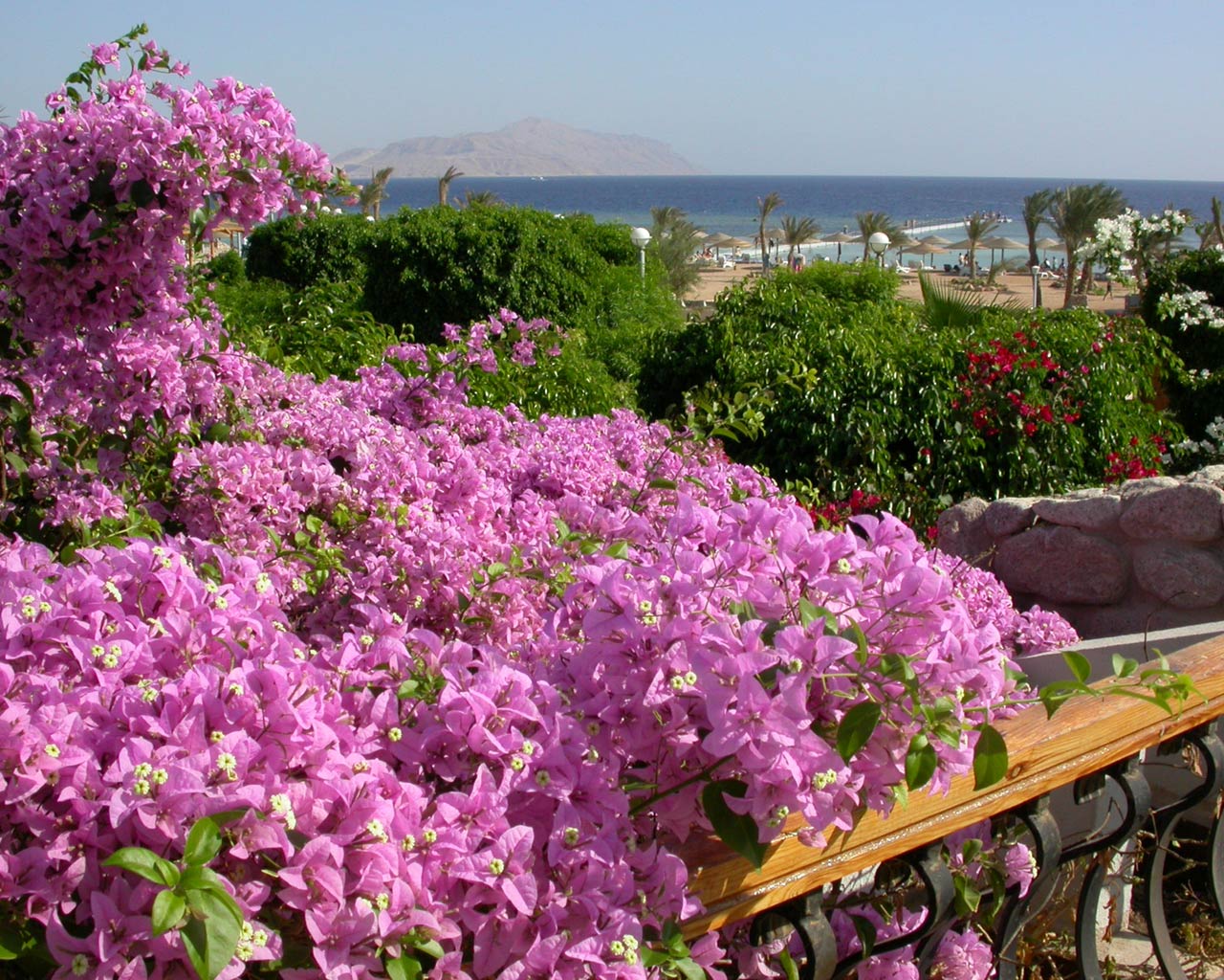 View of flowers and far
      Tyrant island at Conrad hotel