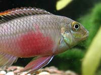 A fish with reddish
      belly near a cave and green plants