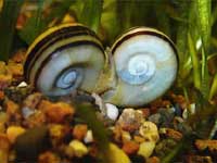 Two brown water
      snails on the background of green vallisneria