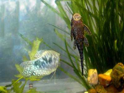 Gourami and ancistrus
      in a tank next to a window.