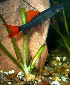 Black and red (bicolor) Labeo