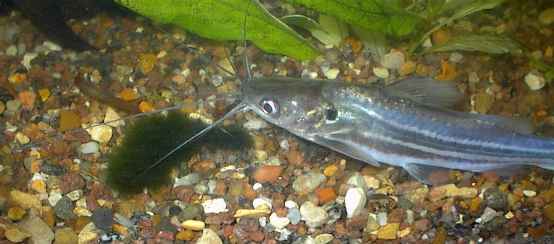 Grey catfish mistus