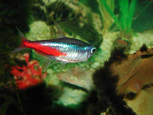 a tropical fish neon - blue and
      red