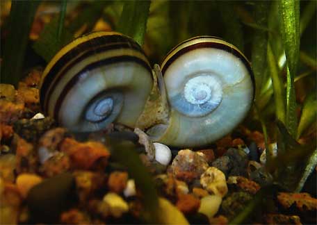 Two brown snails in fresh
      water aquarium with plants
