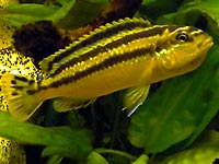 yellow cichlid with black stripes