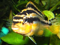 Yellow (goldish) and white fish
      - auratus