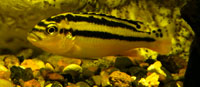 Yellow with white longitudinal
      stripes - little auratus
