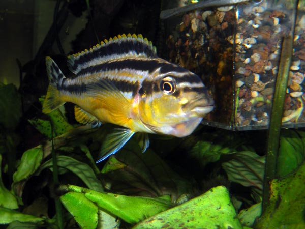 Mature auratus female,
      yellow with black and white longitudinal stripes.