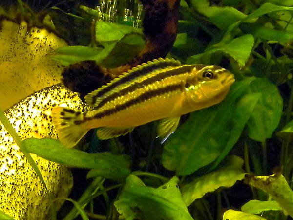 Mature female of auratus cichlid.
      Yellow with black longitudinal stripes.