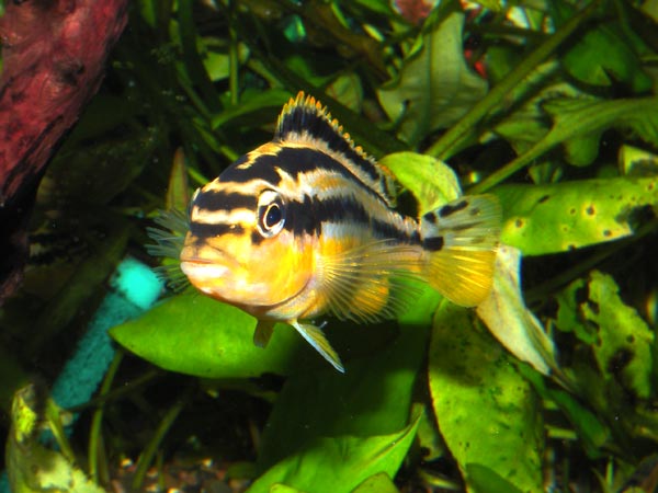 Рыба с продольными жёлто-белыми
      полосами - окраска самки и малька Ауратуса