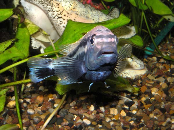 Black-blu-whilte Auratus male in
      aquarium