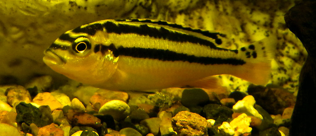 Young yellow auratus with black stripes