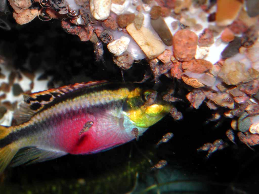 Цихлида-попугай с розовым
      животом и жёлтой головой (самка) пасёт мальков в тени аквариумного
      грота.