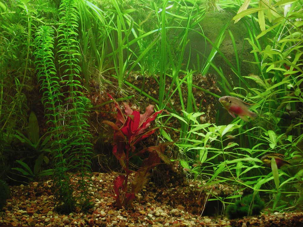 A plastic cave (fish home)
      in a planted tank