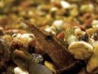 Head of a Macrognatus looks out
      of gravel in aquarium