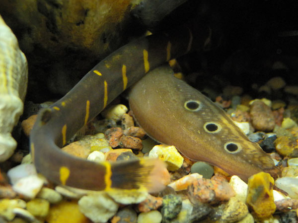 Two fish hide in a hole. A
      macrognatus and a loach. They don't hide entirely. Both tails
      are outside.
