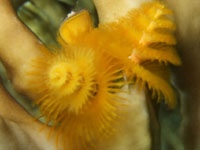 Yellow
      Christmas tree worm on a Fire coral