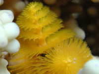 Yellow christmas
      worm on a white coral