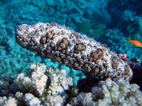 Holothuria shrinks and now it
      is a Sea cucumber