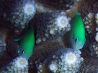 Зелёные рыбки прячутся в ветвях рогатого коралла