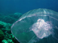 Macro photo of a trasparent
      jellyfish