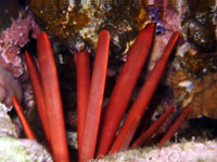Красные толстые тупые иглы морского ежа видны из норки в
      коралле