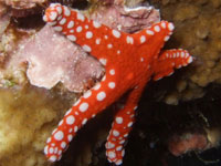 A bright red star-fish
      with white dots