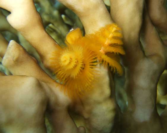Yellow 'christmas-tree
      worm' on an orange coral.