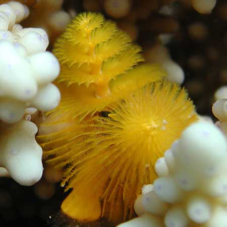 Yellow christmas
      coral worm on a white coral