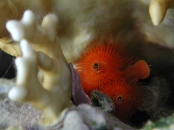 Red coral worm on
      an orange fire coral