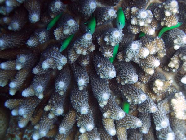 Green fish hide
      in branches of a coral