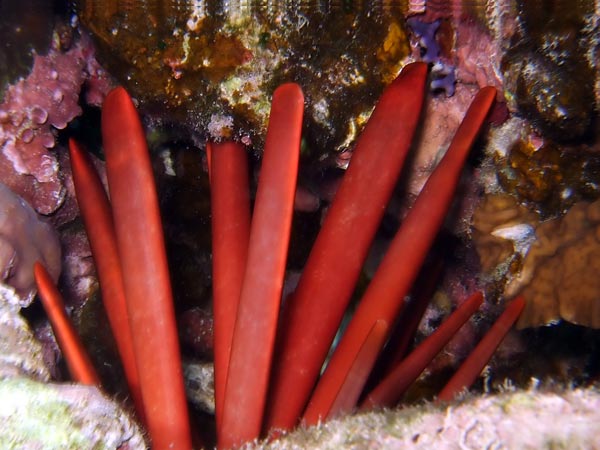 Red thick blunt needles
      of a pensil sea urchin