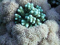 В середине
      мягкого коралла Xeniidae разместился голубой каменистый колючий
      коралл Acropora