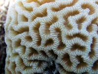 Spherical coral with pattern of
      short curved holes