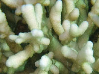 This stony white coral has got
      branches-horns (Acropora sp.)